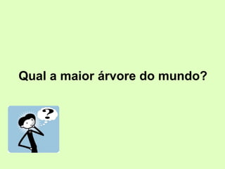 Qual a maior árvore do mundo?
 