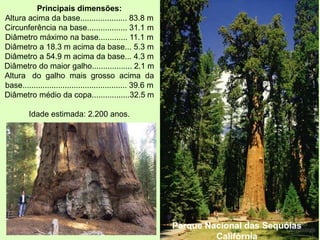 Parque Nacional das Sequóias
Califórnia
Principais dimensões:
Altura acima da base..................... 83.8 m
Circunferência na base.................. 31.1 m
Diâmetro máximo na base............. 11.1 m
Diâmetro a 18.3 m acima da base... 5.3 m
Diâmetro a 54.9 m acima da base... 4.3 m
Diâmetro do maior galho.................. 2.1 m
Altura do galho mais grosso acima da
base............................................... 39.6 m
Diâmetro médio da copa.................32.5 m
Idade estimada: 2.200 anos.
 