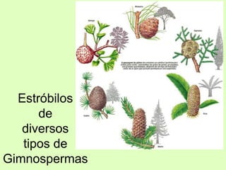 Estróbilos
de
diversos
tipos de
Gimnospermas
 