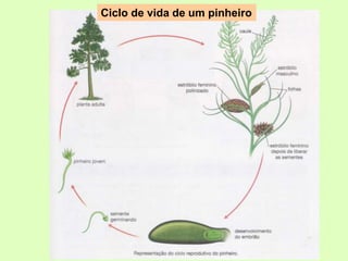 Ciclo de vida de um pinheiro
 