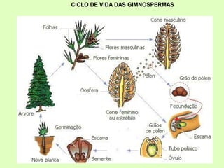 CICLO DE VIDA DAS GIMNOSPERMAS
 