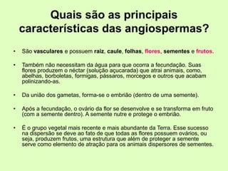 Quais são as principais
características das angiospermas?
• São vasculares e possuem raiz, caule, folhas, flores, sementes e frutos.
• Também não necessitam da água para que ocorra a fecundação. Suas
flores produzem o néctar (solução açucarada) que atrai animais, como,
abelhas, borboletas, formigas, pássaros, morcegos e outros que acabam
polinizando-as.
• Da união dos gametas, forma-se o embrião (dentro de uma semente).
• Após a fecundação, o ovário da flor se desenvolve e se transforma em fruto
(com a semente dentro). A semente nutre e protege o embrião.
• É o grupo vegetal mais recente e mais abundante da Terra. Esse sucesso
na dispersão se deve ao fato de que todas as flores possuem ovários, ou
seja, produzem frutos, uma estrutura que além de proteger a semente
serve como elemento de atração para os animais dispersores de sementes.
 