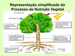 Representação simplificada do
Processo de Nutrição Vegetal
 
