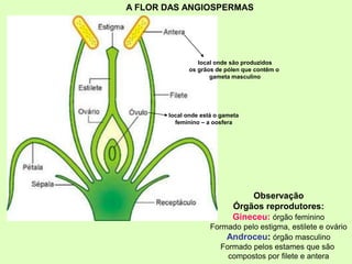 Observação
Órgãos reprodutores:
Gineceu: órgão feminino
Formado pelo estigma, estilete e ovário
Androceu: órgão masculino
Formado pelos estames que são
compostos por filete e antera
local onde são produzidos
os grãos de pólen que contêm o
gameta masculino
local onde está o gameta
feminino – a oosfera
A FLOR DAS ANGIOSPERMAS
 