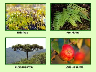 Gimnosperma
Briófitas
hepáticas
Angiosperma
Pteridófita
 