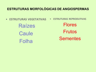 ESTRUTURAS MORFOLÓGICAS DE ANGIOSPERMAS
• ESTRUTURAS VEGETATIVAS
Raízes
Caule
Folha
• ESTRUTURAS REPRODUTIVAS
Flores
Frutos
Sementes
 