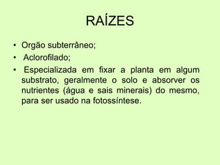 RAÍZES
• Orgão subterrâneo;
• Aclorofilado;
• Especializada em fixar a planta em algum
substrato, geralmente o solo e absorver os
nutrientes (água e sais minerais) do mesmo,
para ser usado na fotossíntese.
 