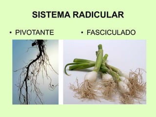 SISTEMA RADICULAR
• PIVOTANTE • FASCICULADO
 