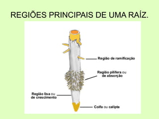 REGIÕES PRINCIPAIS DE UMA RAÍZ.
 
