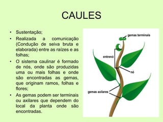 CAULES
• Sustentação;
• Realizada a comunicação
(Condução de seiva bruta e
elaborada) entre as raízes e as
folhas;
• O sistema caulinar é formado
de nós, onde são produzidas
uma ou mais folhas e onde
são encontradas as gemas,
que originam ramos, folhas e
flores;
• As gemas podem ser terminais
ou axilares que dependem do
local da planta onde são
encontradas.
 