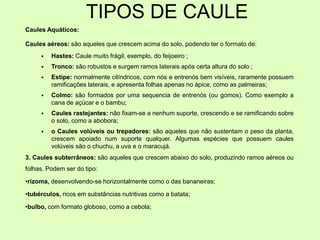TIPOS DE CAULE
Caules Aquáticos:
Caules aéreos: são aqueles que crescem acima do solo, podendo ter o formato de:
 Hastes: Caule muito frágil, exemplo, do feijoeiro ;
 Tronco: são robustos e surgem ramos laterais após certa altura do solo ;
 Estipe: normalmente cilíndricos, com nós e entrenós bem visíveis, raramente possuem
ramificações laterais, e apresenta folhas apenas no ápice, como as palmeiras;
 Colmo: são formados por uma sequencia de entrenós (ou gomos). Como exemplo a
cana de açúcar e o bambu;
 Caules rastejantes: não fixam-se a nenhum suporte, crescendo e se ramificando sobre
o solo, como a abobora;
 o Caules volúveis ou trepadores: são aqueles que não sustentam o peso da planta,
crescem apoiado num suporte qualquer. Algumas espécies que possuem caules
volúveis são o chuchu, a uva e o maracujá.
3. Caules subterrâneos: são aqueles que crescem abaixo do solo, produzindo ramos aéreos ou
folhas. Podem ser do tipo:
•rizoma, desenvolvendo-se horizontalmente como o das bananeiras;
•tubérculos, ricos em substâncias nutritivas como a batata;
•bulbo, com formato globoso, como a cebola;
 