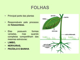 FOLHAS
• Principal parte das plantas
• Responsáveis pelo processo
de fotossíntese.
• Elas possuem formas
variadas, mas quando
completas compartilham das
mesmas estruturas:
• LIMBO,
• NERVURAS,
• PECÍOLO E BAINHA
 