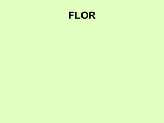 FLOR
 