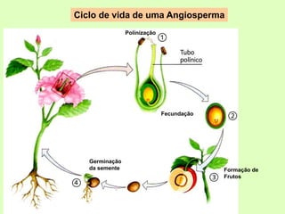 Ciclo de vida de uma Angiosperma
Polinização
Fecundação
Formação de
Frutos
Germinação
da semente
 