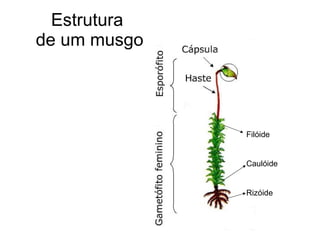 Estrutura  de um musgo Filóide Caulóide Rizóide 