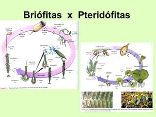 Briófitas  x  Pteridófitas 