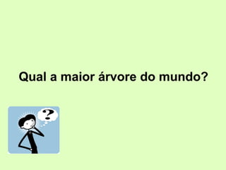 Qual a maior árvore do mundo? 