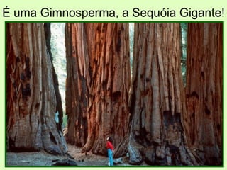 É uma Gimnosperma, a Sequóia Gigante! 