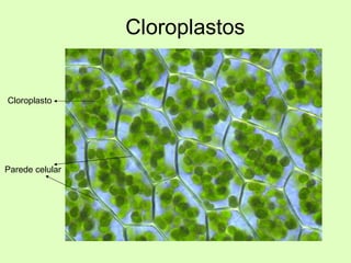 Cloroplastos Parede celular Cloroplasto 