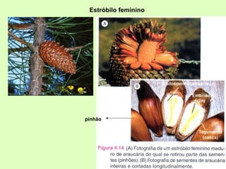 Estróbilo feminino pinhão 