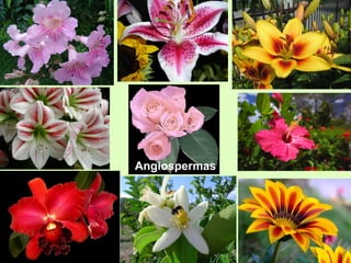 Angiospermas 