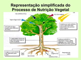 Representação simplificada do Processo de Nutrição Vegetal 