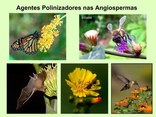 Agentes Polinizadores nas Angiospermas  
