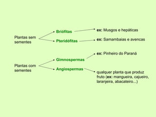 Plantas sem sementes Plantas com sementes Briófitas Pteridófitas Gimnospermas Angiospermas ex:  Musgos e hepáticas ex:  Samambaias e avencas ex:  Pinheiro do Paraná qualquer planta que produz fruto ( ex:  mangueira, cajueiro,  laranjeira, abacateiro...) 