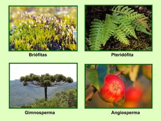 Gimnosperma Briófitas hepáticas Angiosperma Pteridófita 