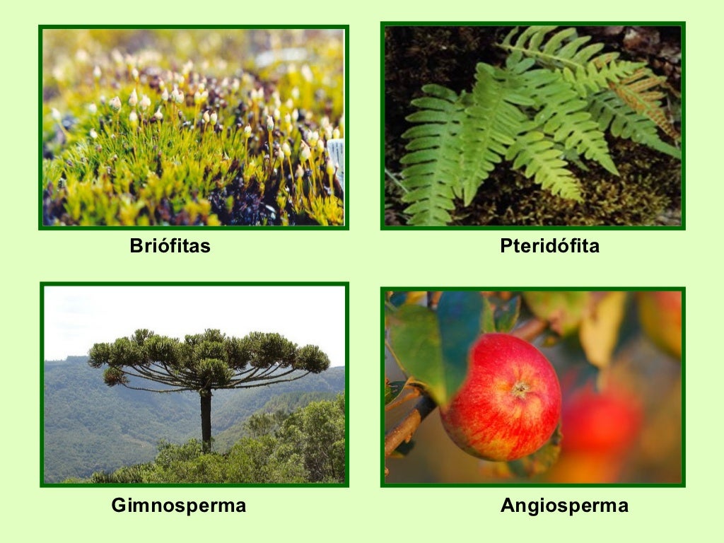 Reino Plantas Reino Plantas