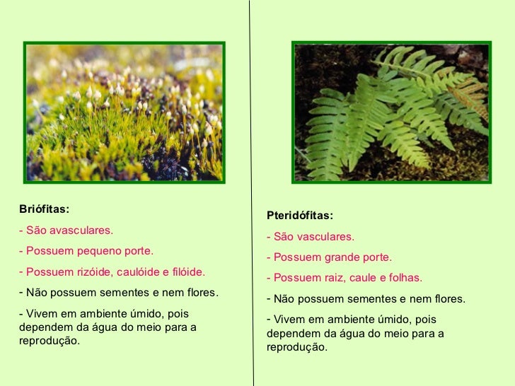 Qual A Diferença Entre Plantas Vasculares E Avasculares