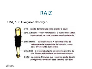 Gineceu: é o órgão reprodutor feminino denominado pistilo. Geralmente ficam localizados na parte central da flor.  