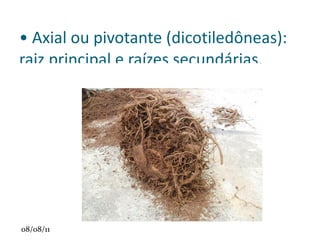 Brácteas : são estruturas protetoras das flores e dos estróbilos em desenvolvimento. 