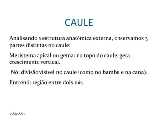 PARÂNQUIMAS Células vivas, com função de fotossíntese ou reserva (ar, água ou amido). 
