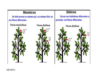 Colênquima: composto por células vivas, em formato hexagonal, com reforços de celulose em seus vértices. 