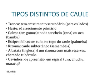 RAIZ FUNÇAO: Fixação e absorção 