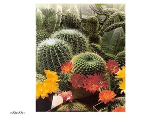 Meristema apical: crescimento vertical. 