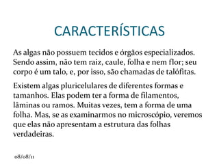 Área de ramificação (em raízes de dicotiledôneas: axiais ou pivotadas). 