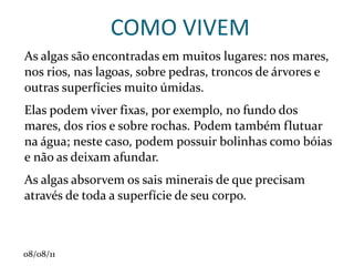 Colo: transição raiz-caule. 