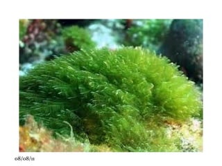 •  Axial ou pivotante (dicotiledôneas): raiz principal e raízes secundárias. 