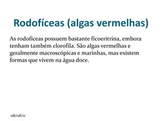 •  Fasciculada ou em cabeleira (monocotiledôneas). 