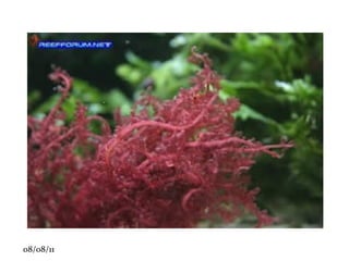 •  Haustório (plantas parasitas): raiz sugadora. 