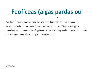 •  Pneumatófaro (mangue): raiz respiratória, virada para cima. 