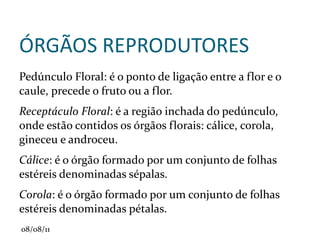 DIVISÃO DAS PLANTAS Os vegetais foram divididos em três grupos, de acordo com a sua complexidade: 