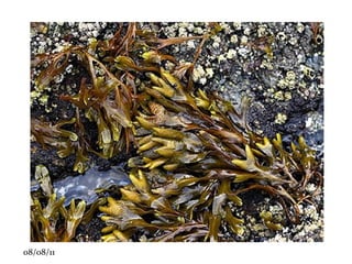 •  Escora ou adventícea (mangue): raiz que sai do caule, dando sustentação 