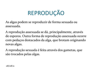 •  Raízes tuberosas (comestíveis): acúmulo de reservas - cenoura, mandioca, batata-doce, beterraba, entre outras. 