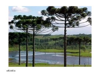 É o caso dos cactos. É formado por um limbo, ou lâmina, um pecíolo, que é a haste que sustenta, e uma bainha, a base que envolve o caule. 