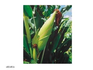 CARACTERÍSTICAS As algas não possuem tecidos e órgãos especializados. Sendo assim, não tem raiz, caule, folha e nem flor; seu corpo é um talo, e, por isso, são chamadas de talófitas. 