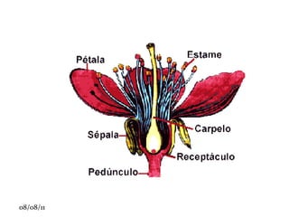 Vegetais intermediários : briófitas e pteridófitas. 