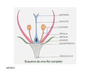 Vegetais superiores : gimnospermas e angiospermas.  